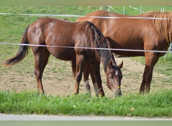 American Quarter Horse, Wallach, 1 Jahr, Dunkelfuchs