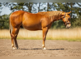 American Quarter Horse, Wallach, 1 Jahr, Fuchs