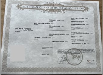 American Quarter Horse, Wallach, 1 Jahr, Fuchs