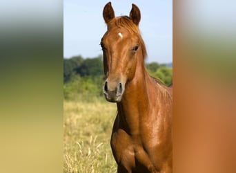 American Quarter Horse, Wallach, 1 Jahr, Fuchs
