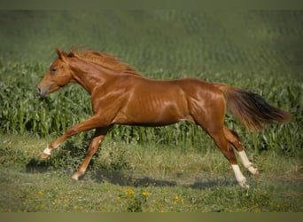 American Quarter Horse, Wallach, 1 Jahr, Fuchs