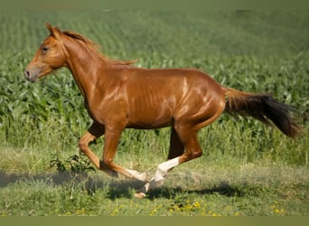 American Quarter Horse, Wallach, 1 Jahr, Fuchs