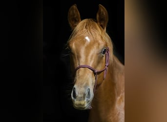 American Quarter Horse, Wallach, 1 Jahr, Fuchs