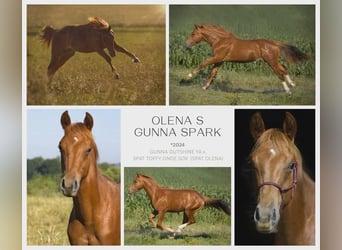American Quarter Horse, Wallach, 1 Jahr, Fuchs