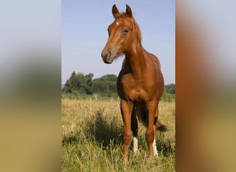 American Quarter Horse, Wallach, 1 Jahr, Fuchs