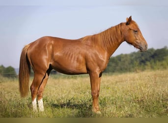 American Quarter Horse, Wallach, 1 Jahr, Fuchs