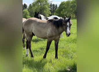 American Quarter Horse, Wallach, 1 Jahr, Grullo