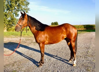 American Quarter Horse, Wallach, 1 Jahr, Rotbrauner