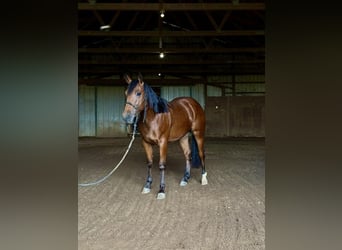 American Quarter Horse, Wallach, 1 Jahr, Rotbrauner