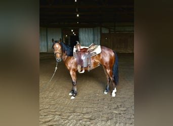 American Quarter Horse, Wallach, 1 Jahr, Rotbrauner