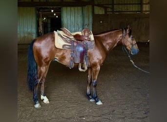 American Quarter Horse, Wallach, 1 Jahr, Rotbrauner
