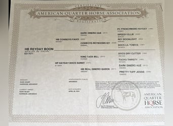 American Quarter Horse, Wallach, 1 Jahr, Rotbrauner