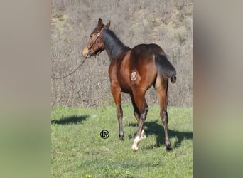 American Quarter Horse, Wallach, 1 Jahr, Rotbrauner