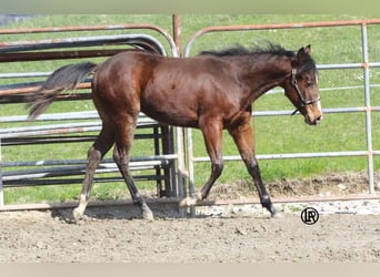 American Quarter Horse, Wallach, 1 Jahr, Rotbrauner