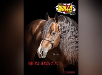American Quarter Horse, Wallach, 1 Jahr, Rotbrauner