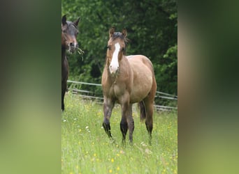 American Quarter Horse, Wallach, 1 Jahr
