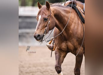 American Quarter Horse, Wallach, 20 Jahre