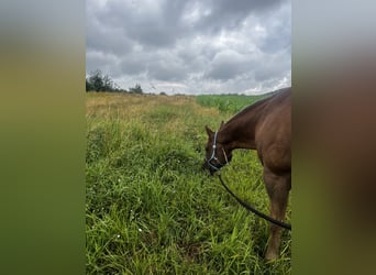 American Quarter Horse, Wallach, 21 Jahre, 152 cm, Fuchs