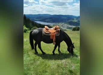 American Quarter Horse, Wallach, 21 Jahre, 155 cm, Rappe