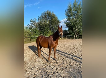 American Quarter Horse, Wallach, 21 Jahre, 157 cm, Fuchs