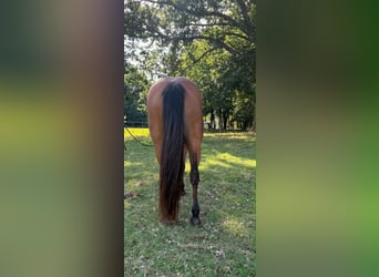 American Quarter Horse, Wallach, 22 Jahre, 150 cm, Rotbrauner