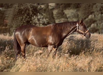 American Quarter Horse Mix, Wallach, 22 Jahre, 153 cm