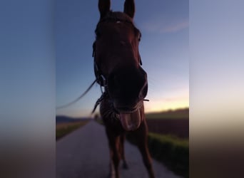 American Quarter Horse, Wallach, 22 Jahre, 154 cm, Fuchs