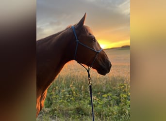 American Quarter Horse, Wallach, 22 Jahre, 158 cm, Fuchs