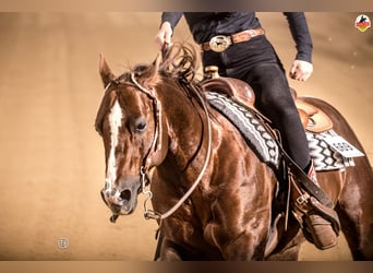 American Quarter Horse, Wallach, 22 Jahre, Dunkelfuchs