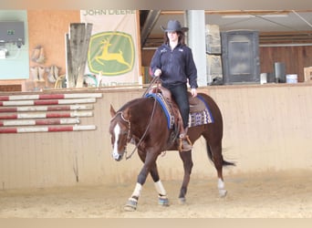 American Quarter Horse, Wallach, 22 Jahre, Dunkelfuchs