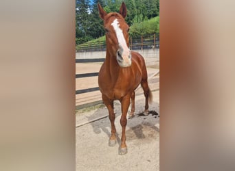 American Quarter Horse, Wallach, 23 Jahre, 150 cm, Fuchs