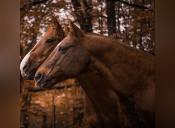 American Quarter Horse, Wallach, 23 Jahre, Fuchs