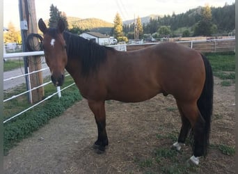 American Quarter Horse, Wallach, 25 Jahre, 140 cm, Brauner