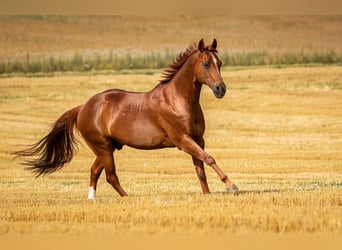 American Quarter Horse, Wallach, 26 Jahre, 145 cm, Fuchs
