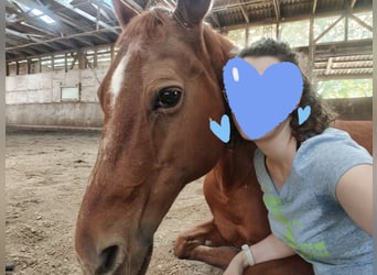 American Quarter Horse, Wallach, 26 Jahre, 145 cm, Fuchs