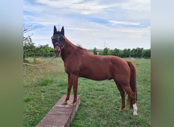 American Quarter Horse, Wallach, 26 Jahre, 145 cm, Fuchs
