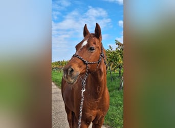 American Quarter Horse, Wallach, 26 Jahre, 145 cm, Fuchs