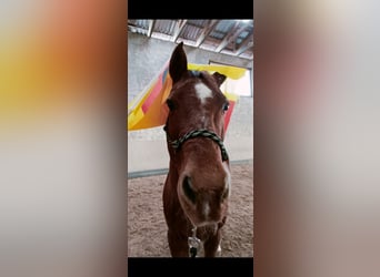 American Quarter Horse, Wallach, 26 Jahre, 145 cm, Fuchs