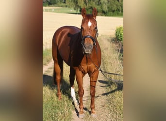 American Quarter Horse, Wallach, 26 Jahre, 145 cm, Fuchs