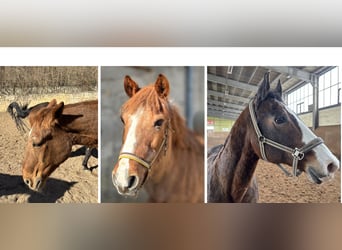 American Quarter Horse, Wallach, 26 Jahre, 155 cm, Brauner