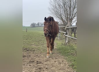 American Quarter Horse, Wallach, 26 Jahre, 165 cm