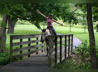 American Quarter Horse, Wallach, 2 Jahre, 132 cm, Buckskin