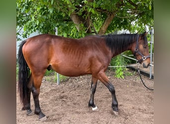 American Quarter Horse Mix, Wallach, 2 Jahre, 140 cm, Dunkelbrauner