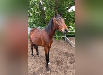 American Quarter Horse Mix, Wallach, 2 Jahre, 140 cm, Dunkelbrauner