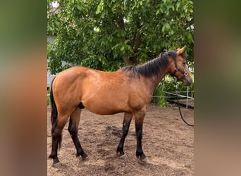 American Quarter Horse Mix, Wallach, 2 Jahre, 140 cm, Hellbrauner