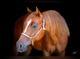 American Quarter Horse, Wallach, 2 Jahre, 141 cm, Fuchs