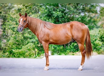 American Quarter Horse, Wallach, 2 Jahre, 141 cm, Fuchs