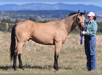 American Quarter Horse, Wallach, 2 Jahre, 142 cm, Buckskin