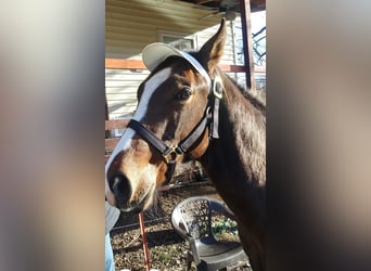 American Quarter Horse Mix, Wallach, 2 Jahre, 142 cm, Rotbrauner