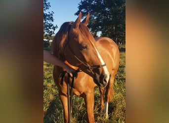 American Quarter Horse, Wallach, 2 Jahre, 142 cm, Rotfuchs